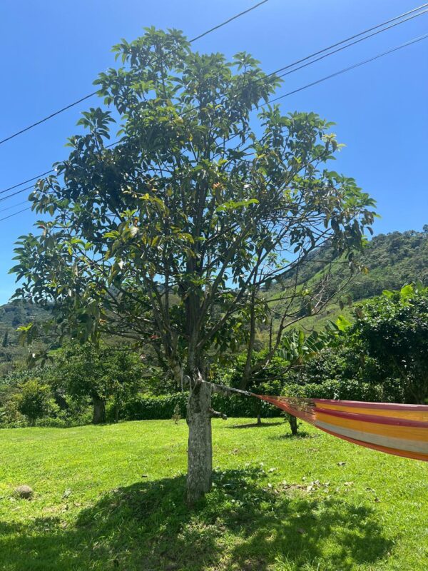 FINCA JARDÍN, ANTIOQUIA - Imagen 11