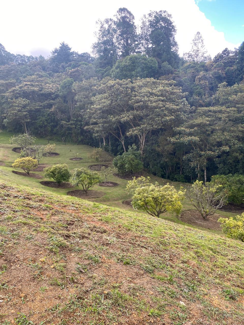 FINCA SANTA ELENA, ANTIOQUIA - Imagen 19